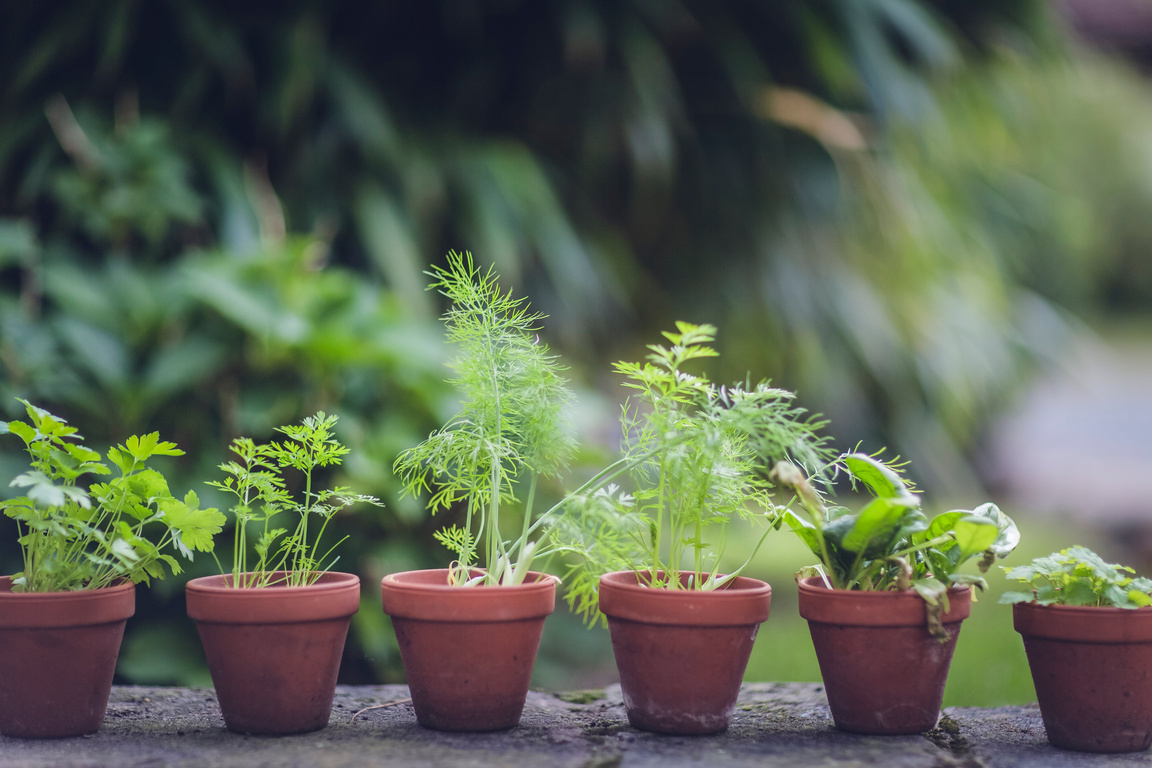 Herbs On Pots