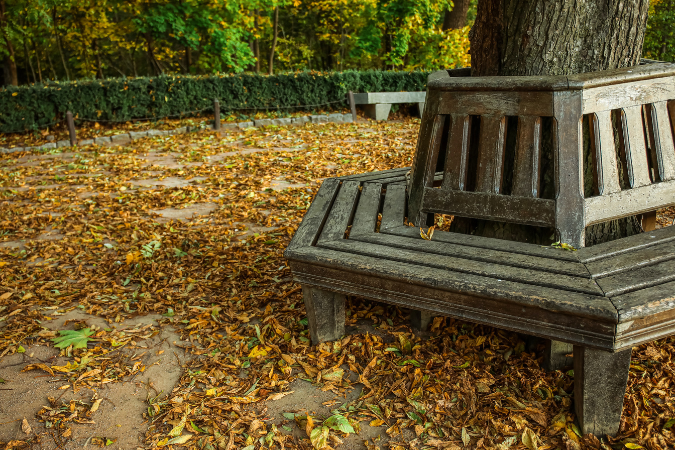 Wooden Bench around Tree and Fallen Leaves in Autumn Park