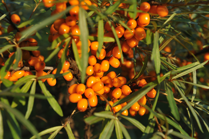 Sea buckthorn