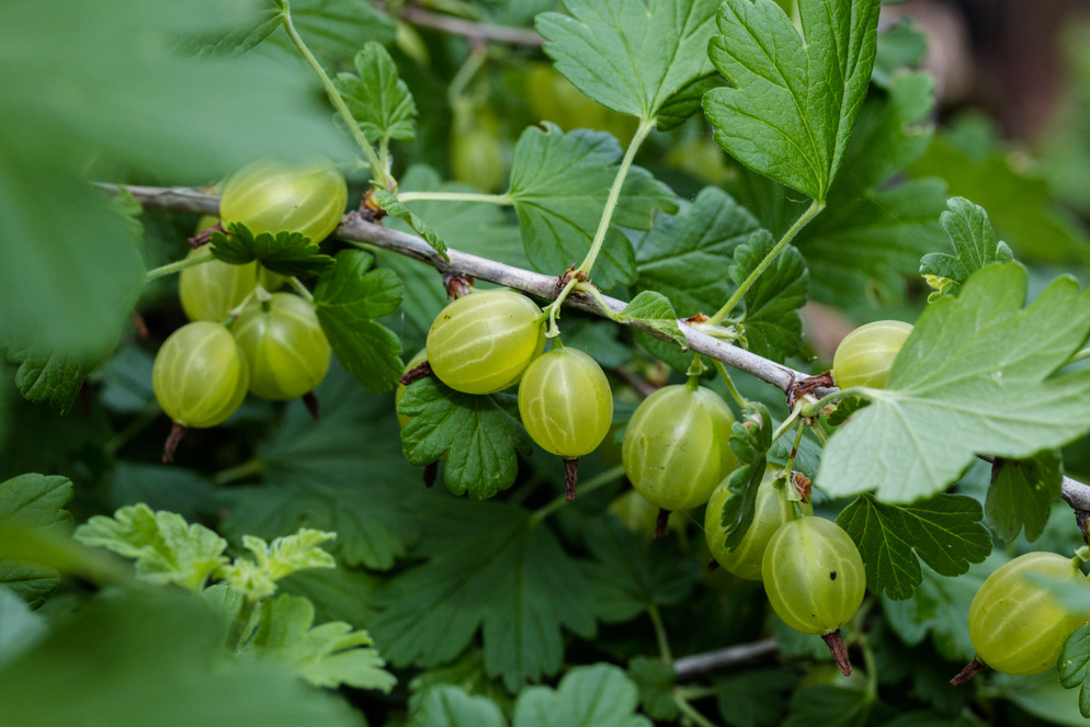 gooseberries