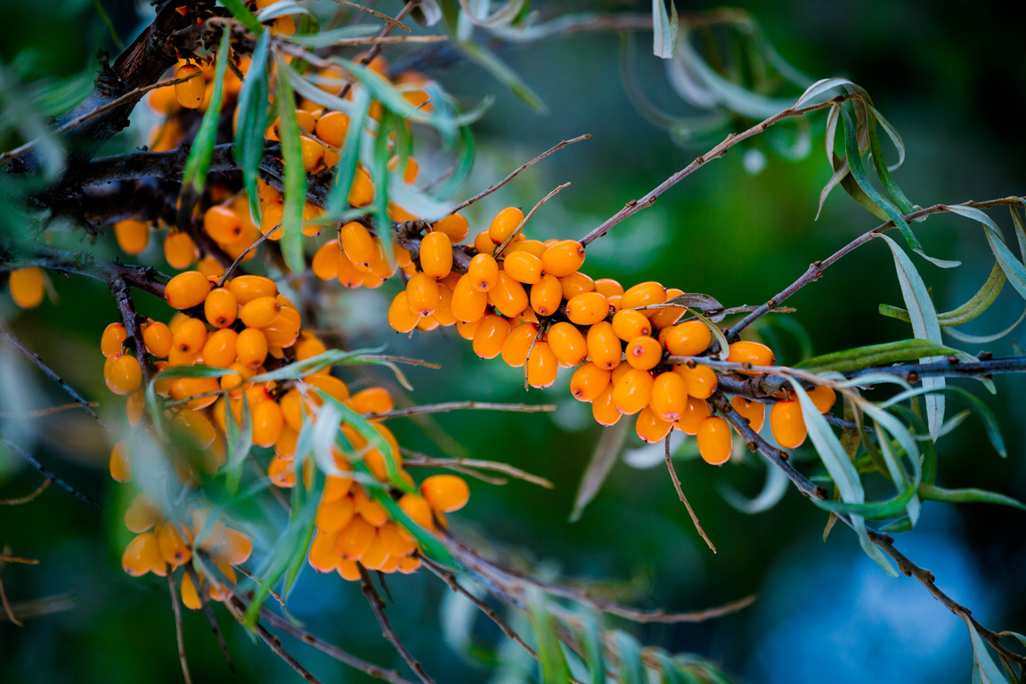 Sea Buckthorns