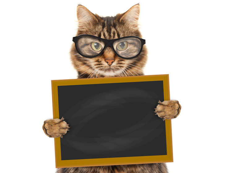 Cat with blackboard and sign Back to school