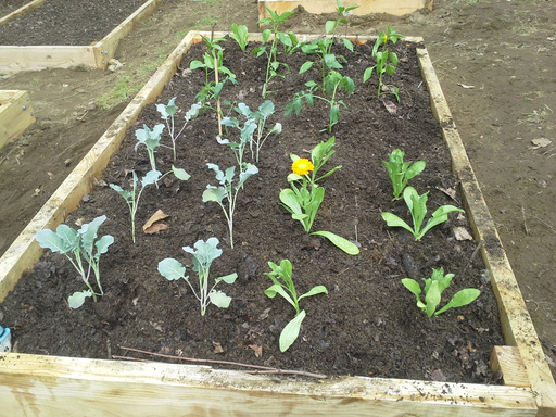 raised garden bed